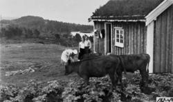 Gruppebilde frå Myra. Nerland reiste frå Myra i 1936, solgte