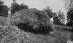 Slåttonn på Vollahaugen.