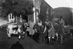 Kyrne slippes ut på Nygård på Raudsand.