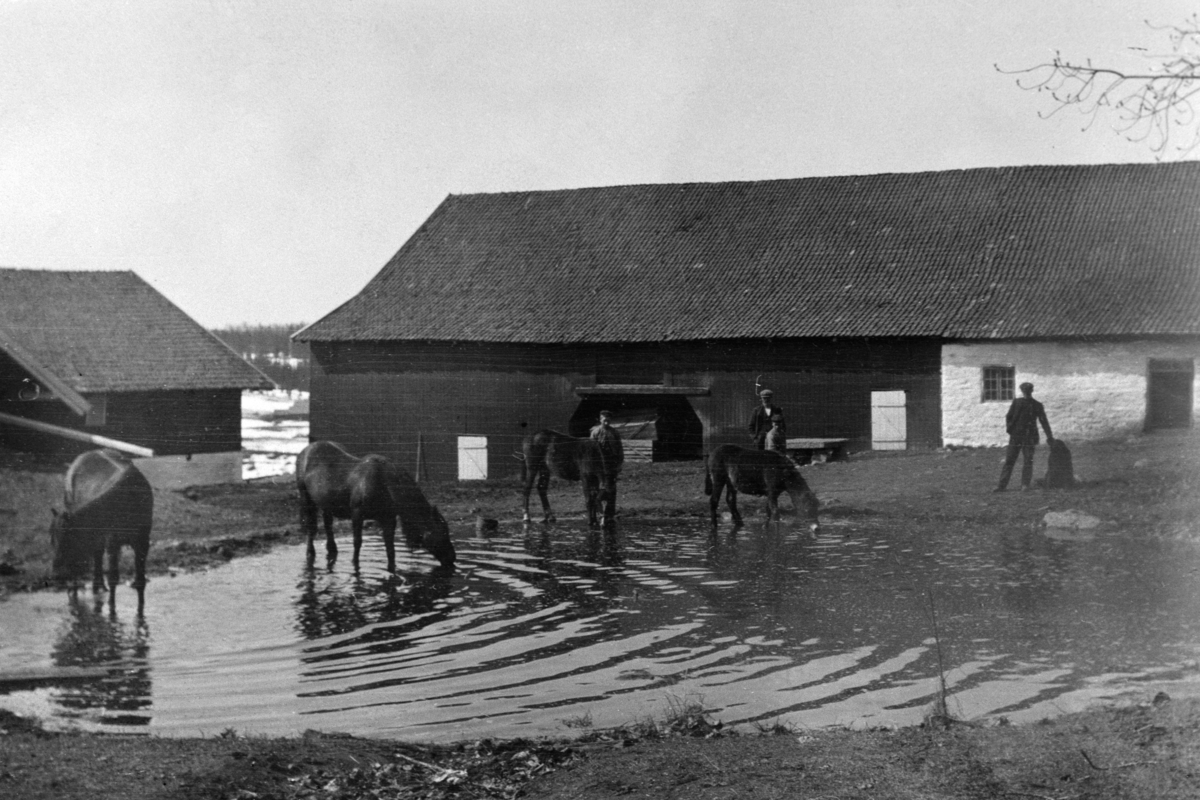 Hester ved dam på gardstunet på Heramb, Ringsaker. Vårløsning.
