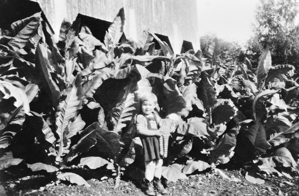 Tobakkplanter, tobakkdyrking under krigen 1940-45, Astrid Røhrsveen med dukke. Røhrsveen, Ringsaker.