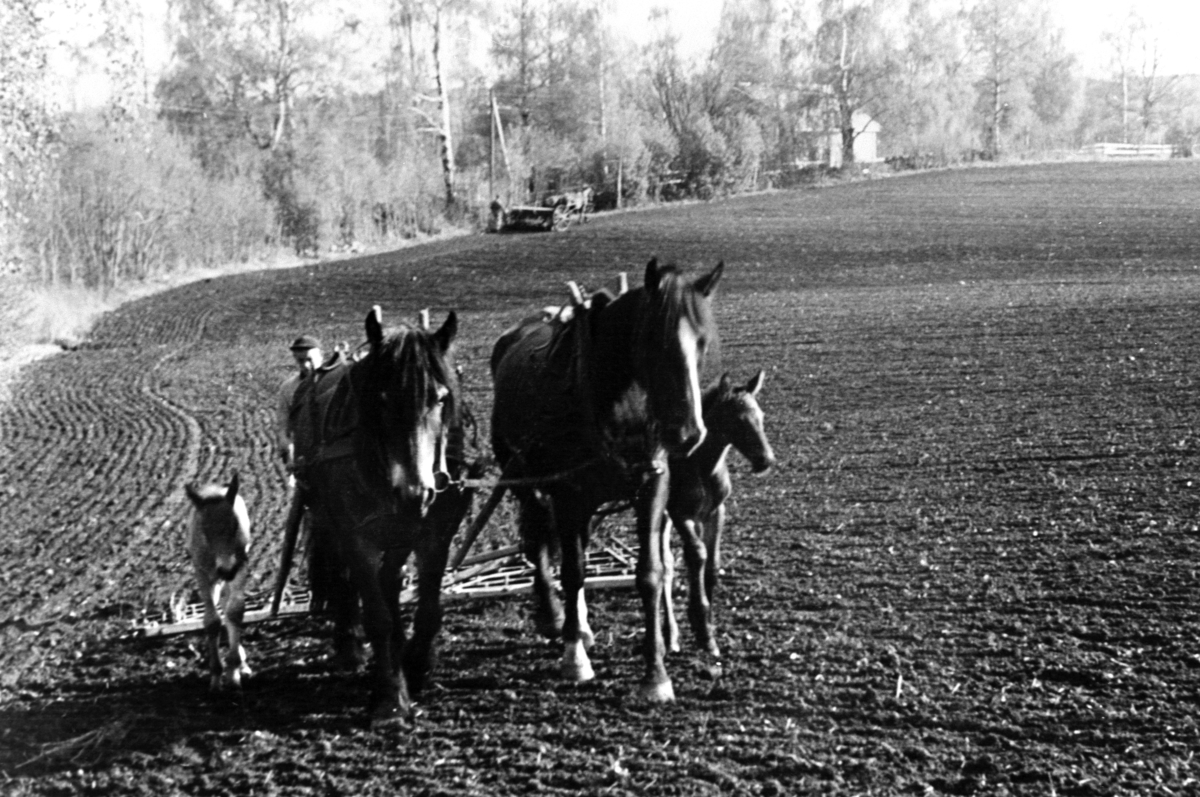 Våronn på Skredshoel, Ringsaker. Hestene "Frøya" og "Norma" med hvert sitt føll.