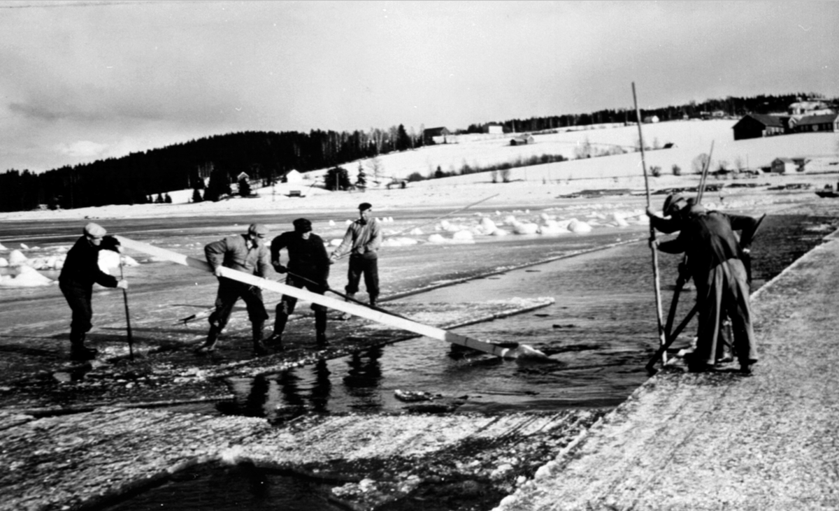 6 menn lager råk i isen for ferge i Nessundet mellom Nes og Helgøya. Isflakene dyttes innunder isen. Nummer 3 fra venstre er fergemann Alf Rønningen.