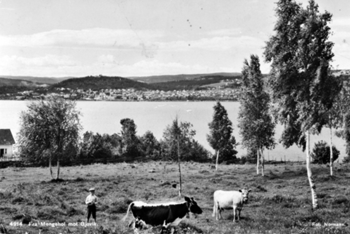Mengshoel mot Gjøvik. Gutt med kyr i forgrunnen. Gutten er Arne Syversen (1923-1976). Postkort.