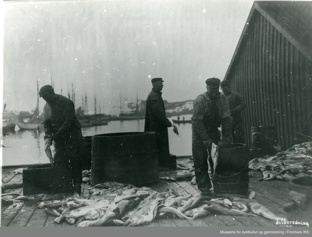 Tre menn står og sløyer fisk ute på kaien hos B.T Aas i Mehamn
