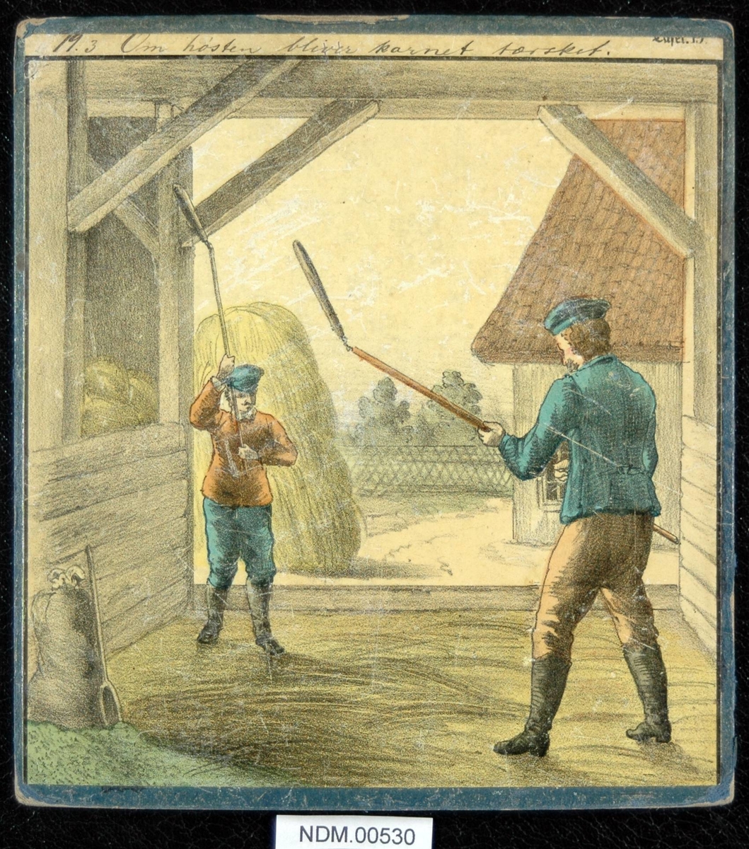 To menn tresker korn med manuelle treskestaver. Inne på en låve , høy på gulvet, høylass i bakgrunnen.