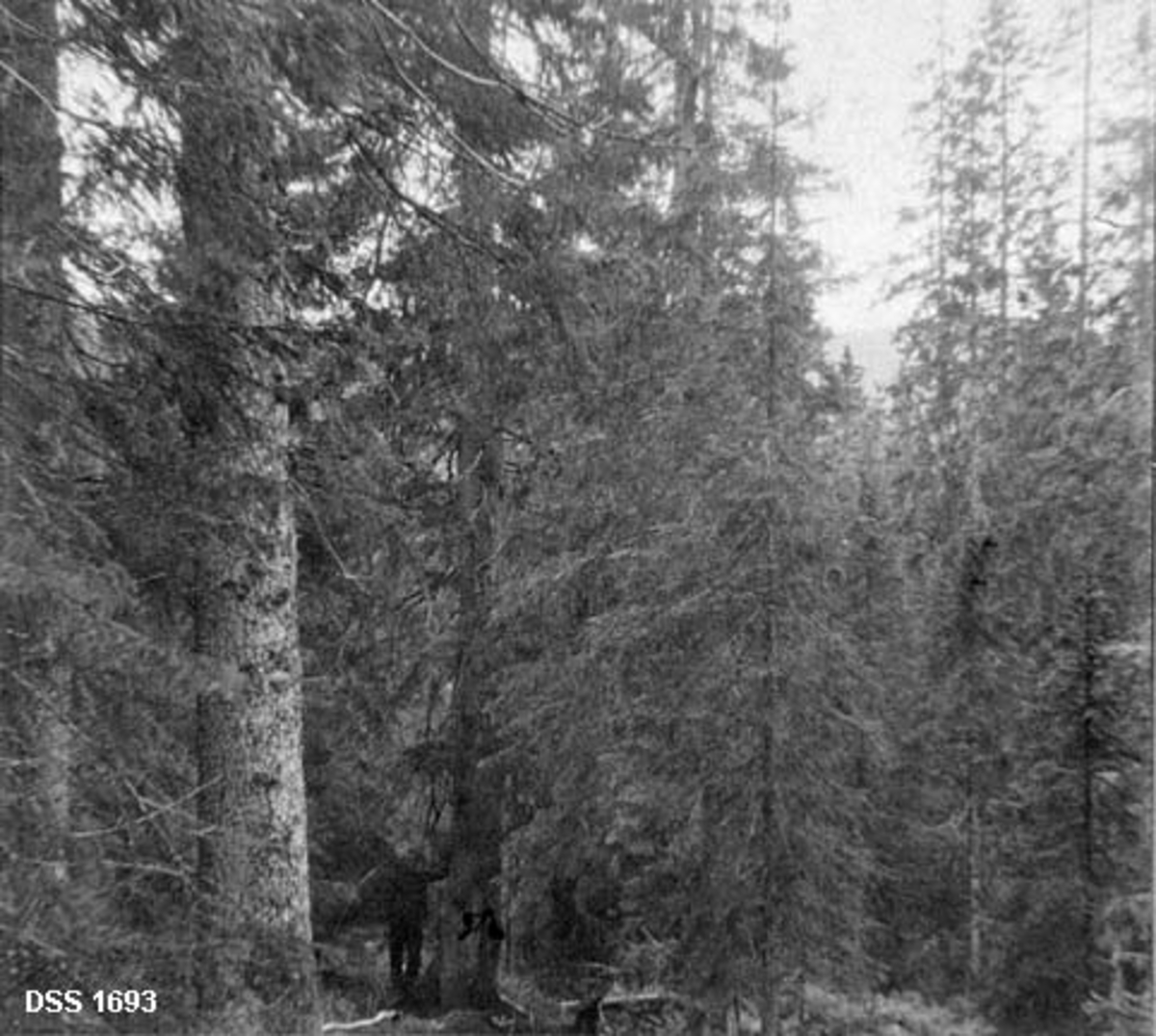 Skoglandskap i Rør- og Langvatn statsskog i Namdalseid.  To ulike opptak fra samme skog.  Begge viser tett, fleraldrig granskog, tilsynelatende uten spor av hogst.  Derimot ligger det et vindfall på bakken på begge fotografiene.  Begge har også en menneskeskikkelse.  På det venstre opptaket er det nærmest bare en mørk, litt fjern skikkelse under ei gran.  På det høyre opptaket er det en mann som står ved en granlegg til venstre i forgrunnen. 