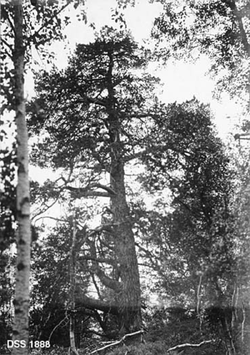 Stor furu i Stangvik prestegardsskog.  Treet er fotografert skrått nedenfra oppover mot krona.  Stammen har et par krumninger, og greinene er friske og svært grove.  Til venstre i forgrunnen en grann bjørkestamme. 