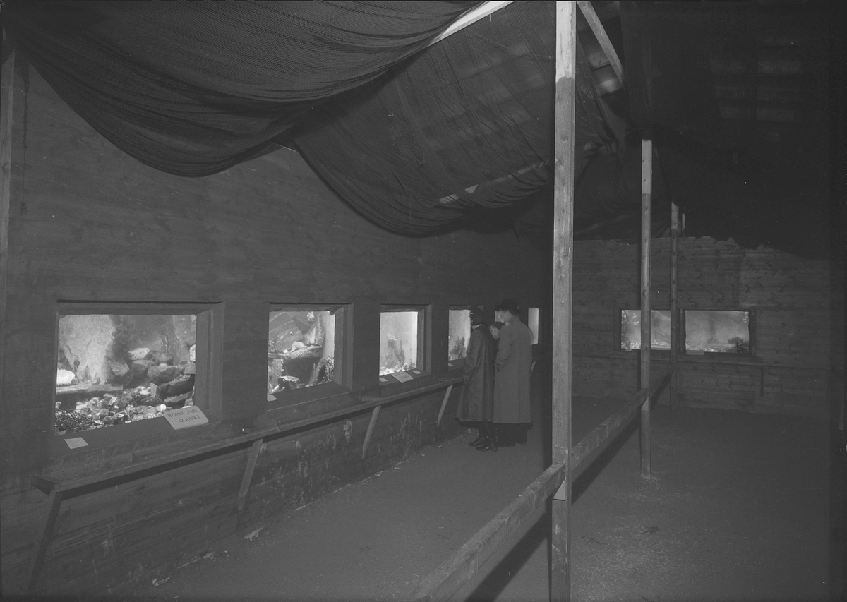 Nordmørsutstillinga i Kristiansund 1950. Akvariet