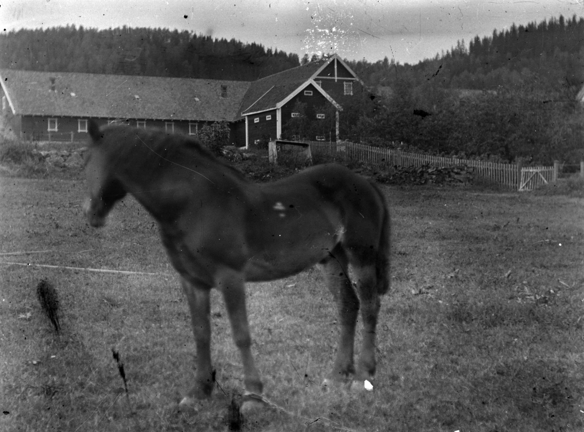 En hest.  Låven og stabburet på Grefsheim i bakgrunnen. Nes, Hedmark.