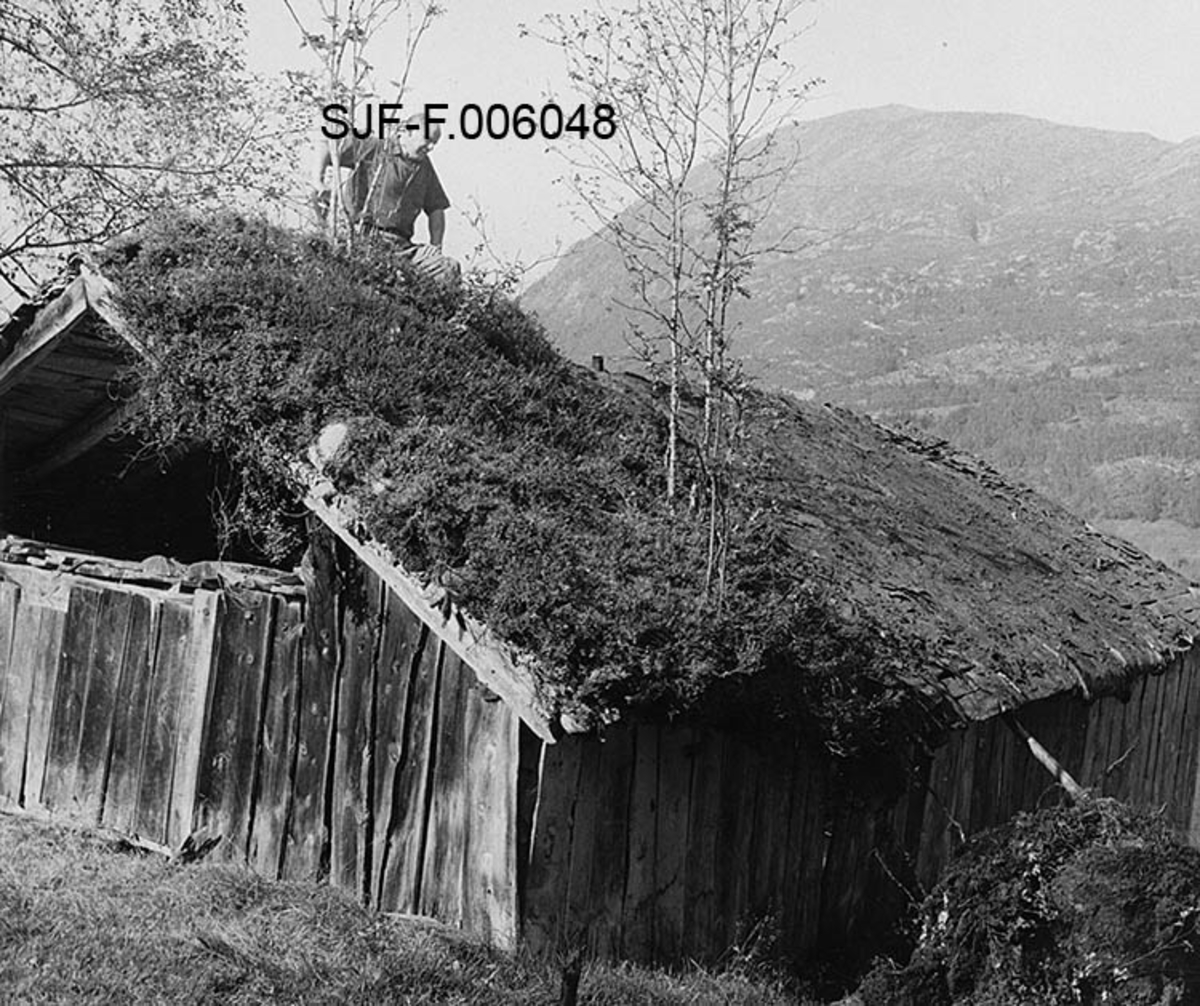 Naustet til Nikolai J. Gjesdal (1889-1973) ved Vassenden i Jølster i Sunnfjord i Sogn og Fjordane.  Fotografiet er tatt mot den øvre (bakre) delen av naustet. Naustet er en umalt, bordkledd stavkonstruksjon med saltak.  På gavlveggen er panelet bare ført opp til beiten.  Himlinga er åpen.  Da fotografiet ble tatt var to karer fra Norsk Skogbruksmuseum i Elverum i ferd med å spa ned torvtekket fra taket.  En av karene (Georg Løvhaugen) sto oppe ved mønet med oppbrettete skjorteermer og betraktet ei takflate der bare et tynt jordlag lå igjen på nevra som hadde tjent som fuktsperre igjen på den nedre delen av takflata (mot Jølstravatnet), på den øvre delen lå torva fortsatt intakt.  Her ser vi også noen bjørketrær som er såpass store at det må anses som et tegn på at det var lenge siden taket ble lagt om.  Nedspainga av torvtaket var første fase i et demonteringsarbeid som ble gjort med sikte på at bygningen skulle flyttes til Norsk Skogbruksmuseums friluftsamling på Prestøya i Elverum.  Dette flytteprosjektet ble realisert i 1968. 

Jølsternaustet er 790 centimeter langt og 456 centimeter bredt og har følgelig ei grunnflate på 36 kvadratmeter.  På gavlen mot vassdraget er rafthøyden 217 og mønehøyden 365 centimeter.  På den bakre eller vestre gavlen er rafthøyden 125 og mønehøyden 258 centimeter. 