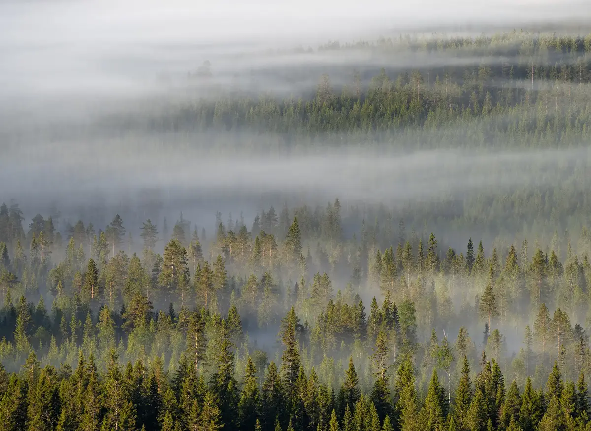 Granskog dekket med skygge 