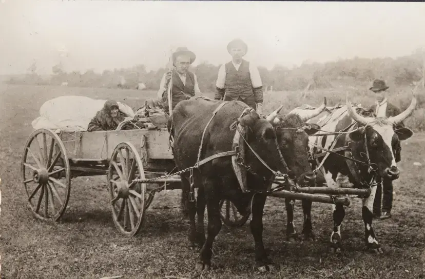 Svart-hvitt fotogragi av to menn med hatt og vest som leder en vogna trukket av to kuer. I vogna sitter en gammel kone.