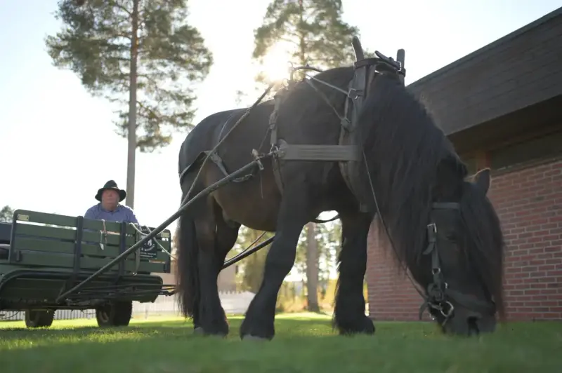 Mann sitter i kjerre som trekkes av en mørkebrun hest 