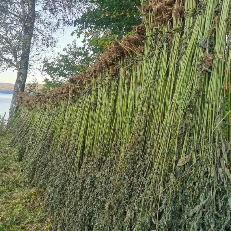 Bunter med nyhøstet brennesle står lent til tørk utendørs.